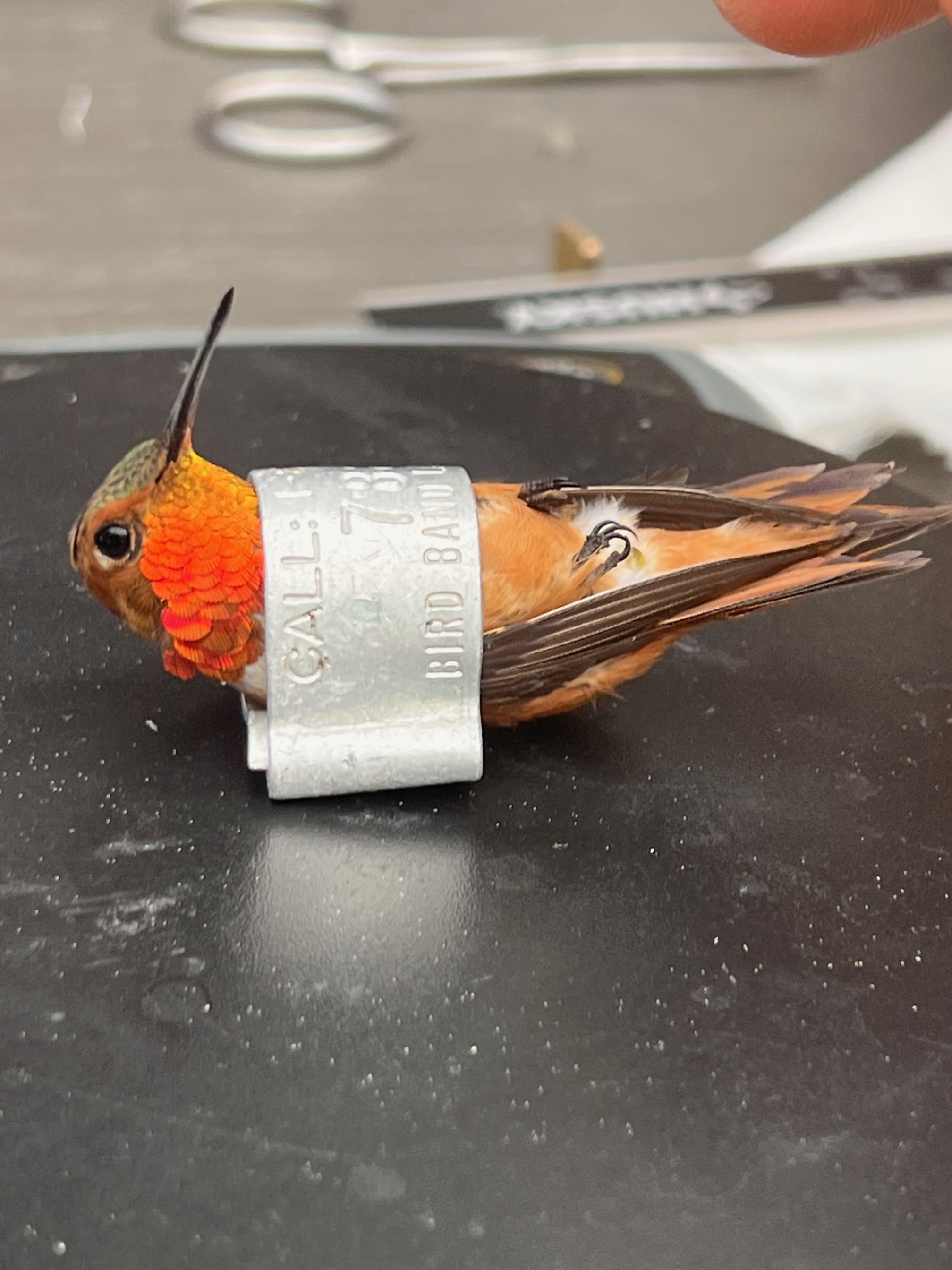  Male Rufous Hummingbird being weighed. Photo by Debby Miller.  