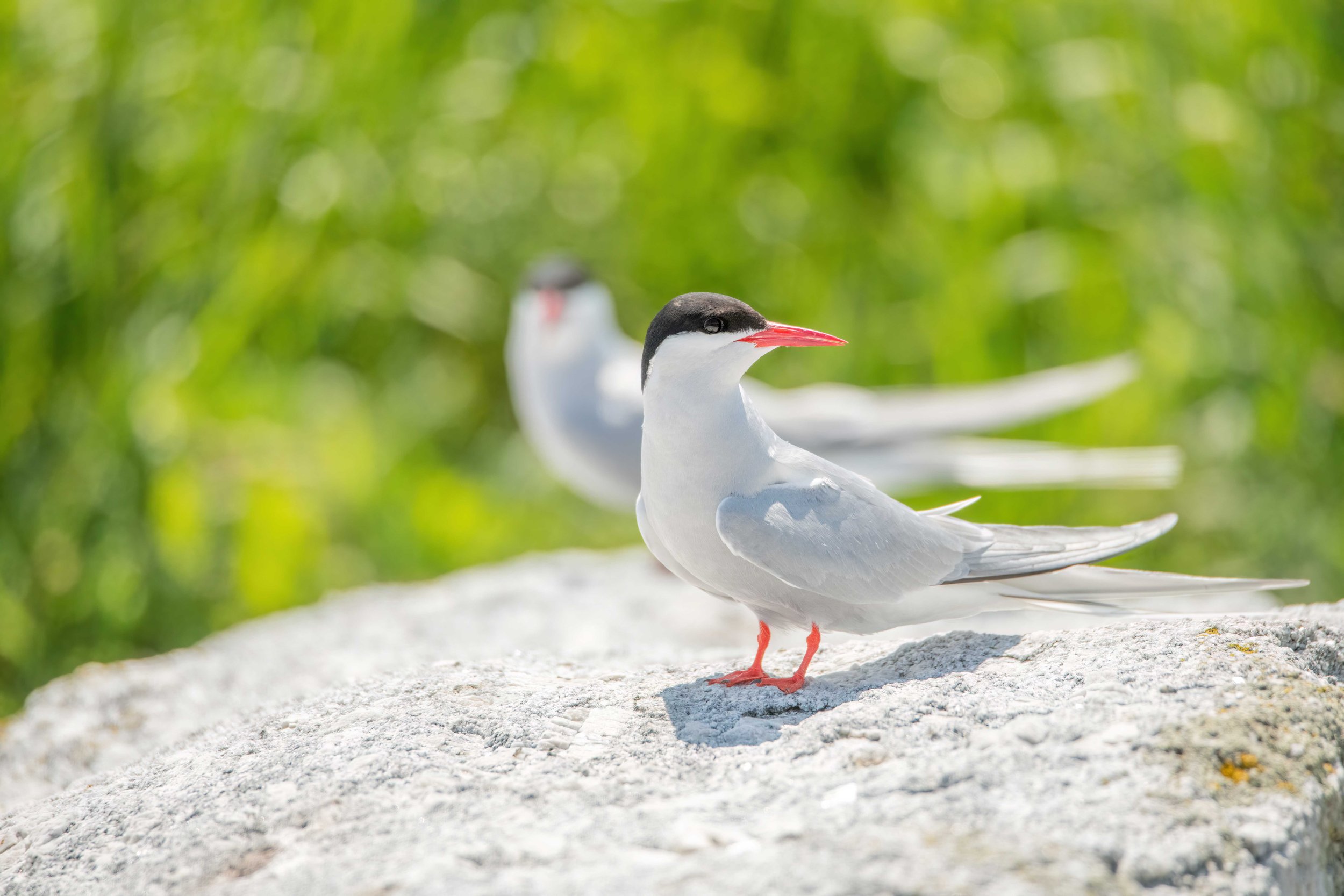 Arctic Tern pair