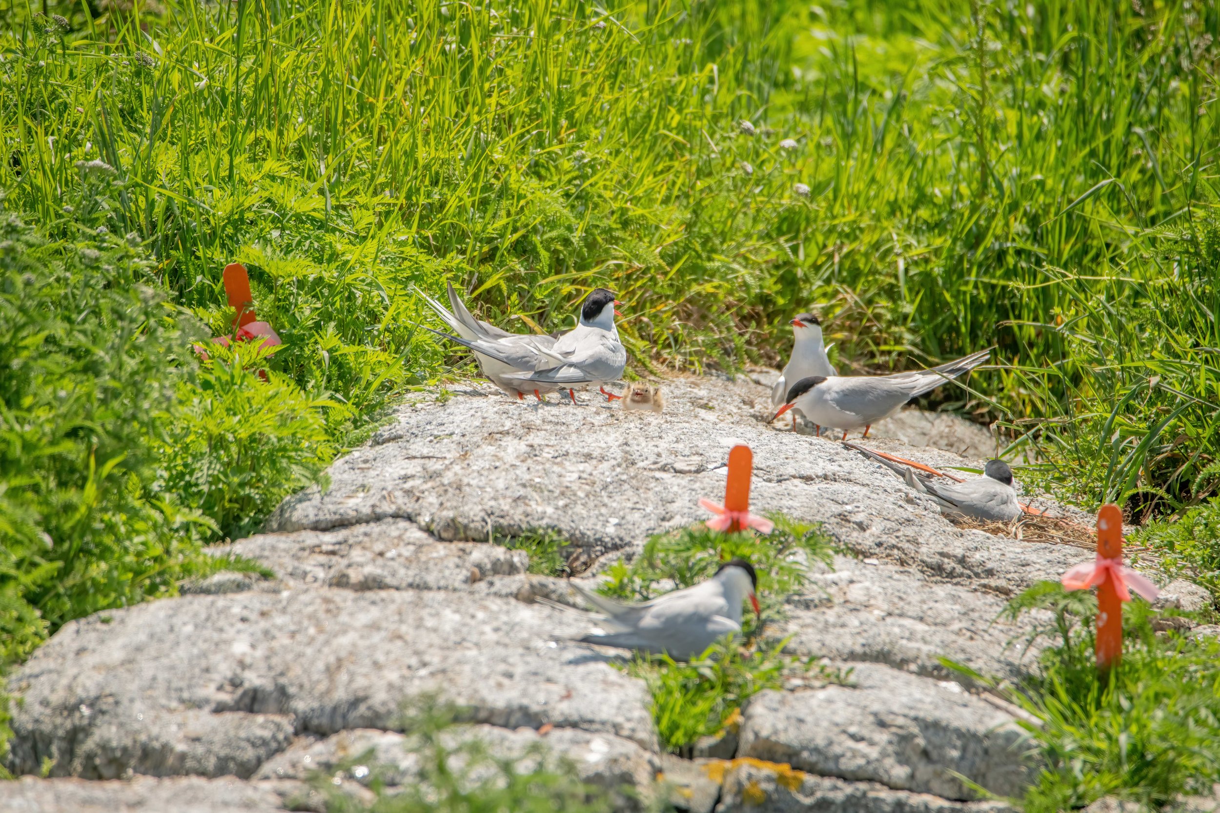 Nesting Common Terns