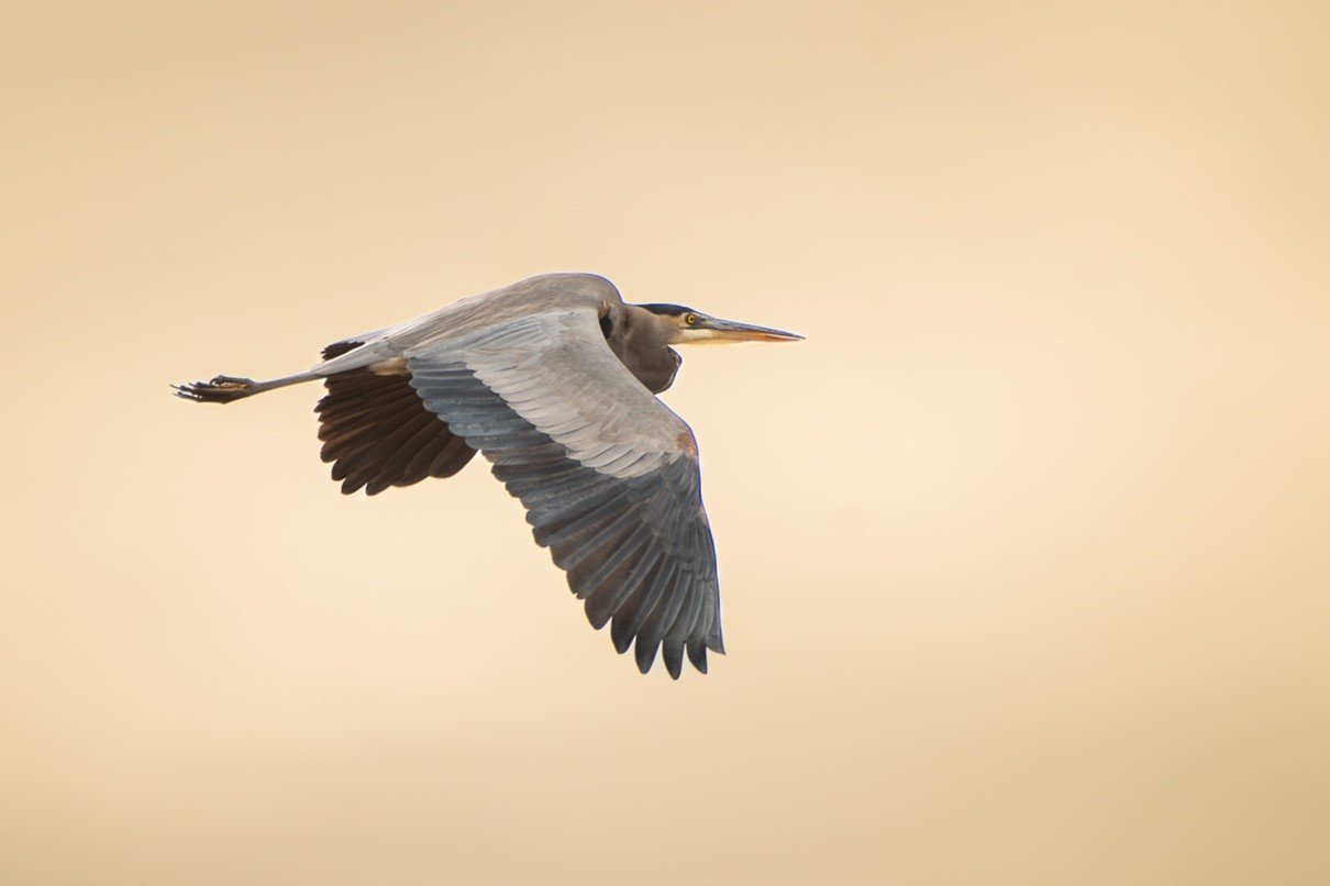  Great Blue Heron. Photo by Mia Hock 