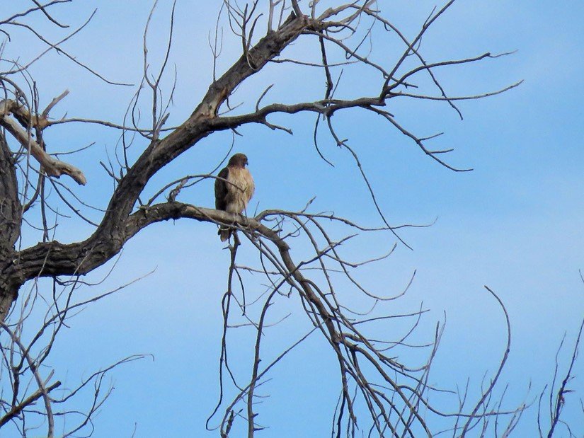  Red-tailed Hawk surveying potential nesting territory along Boulder Creek. Photo by Althea Todd. 