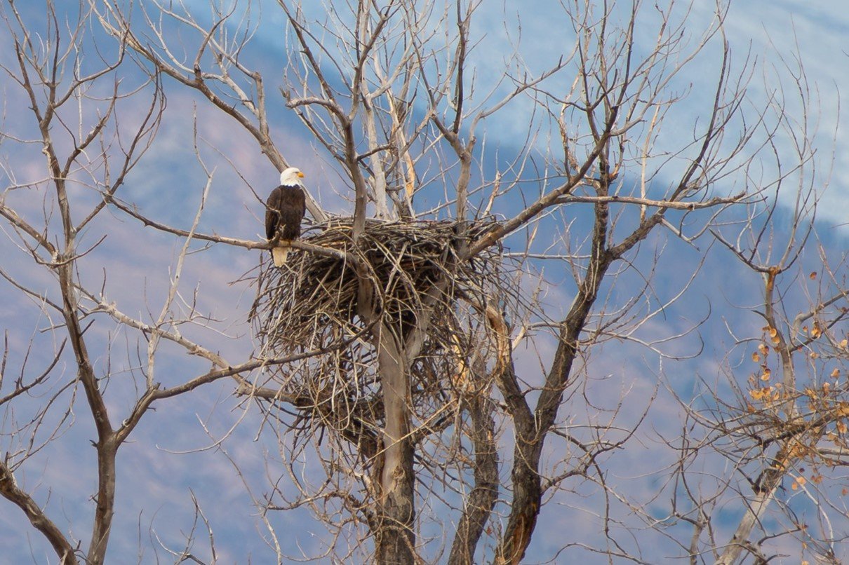  Bald Eagle on nest along Boulder Creek. Photo by Mia Hock. 