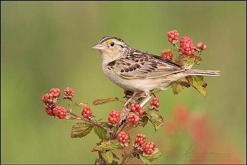 Conservation Corner - September 2026