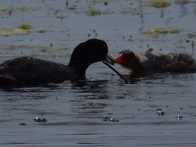 American Coot feeding young. Photo by Gary Andrews.  