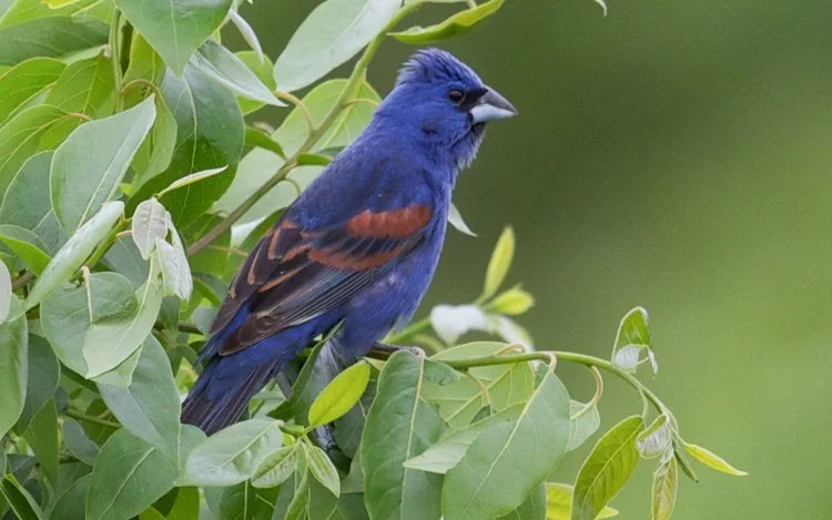 Birding the White Rocks Trail Area