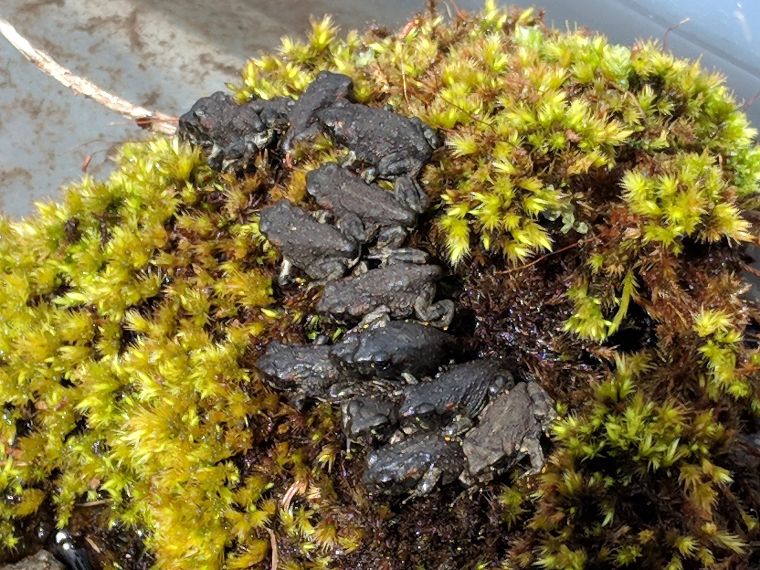 Microbes and Wildlife in a Rapidly Changing World: From Colorado Boreal Toads to African Grey Parrots