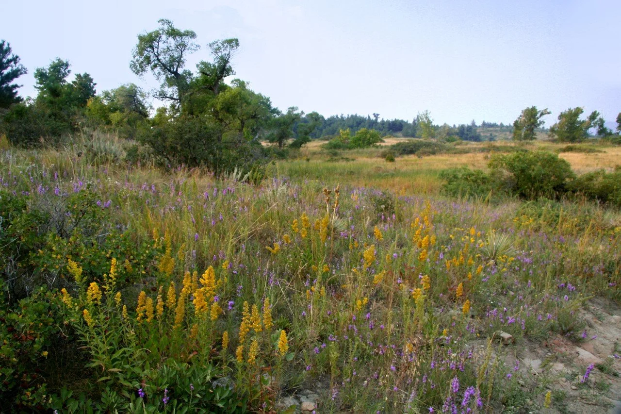 Tallgrass Colors