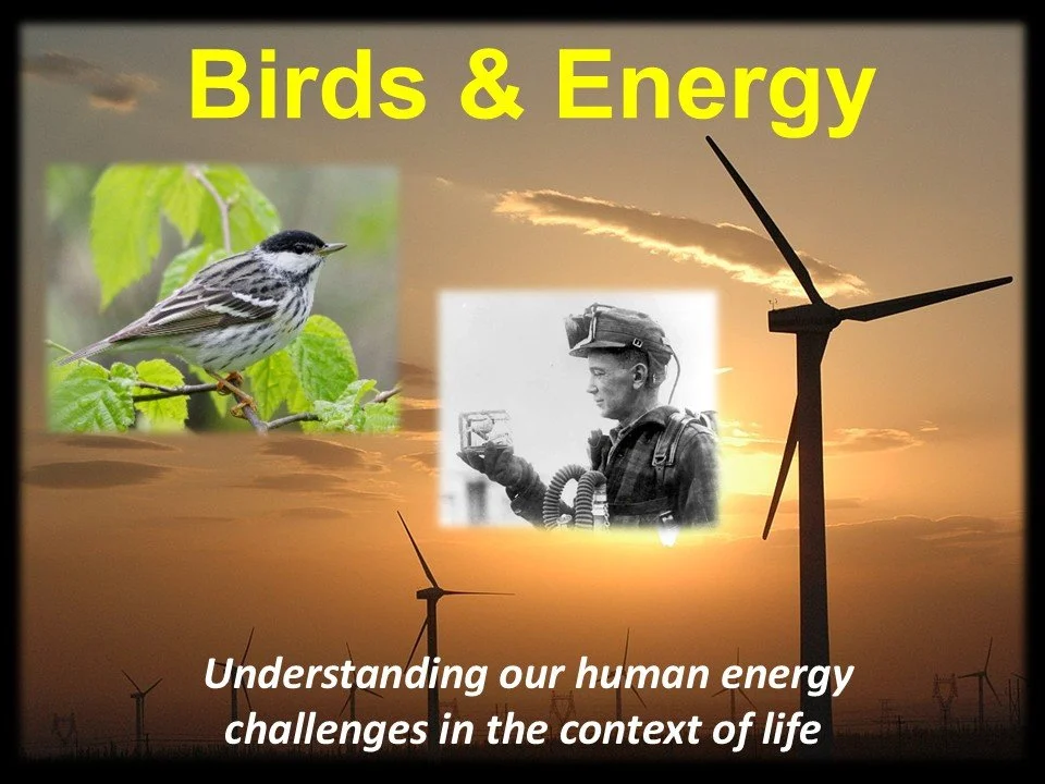 Birds & Energy - Understanding our human energy challenges in the context of life