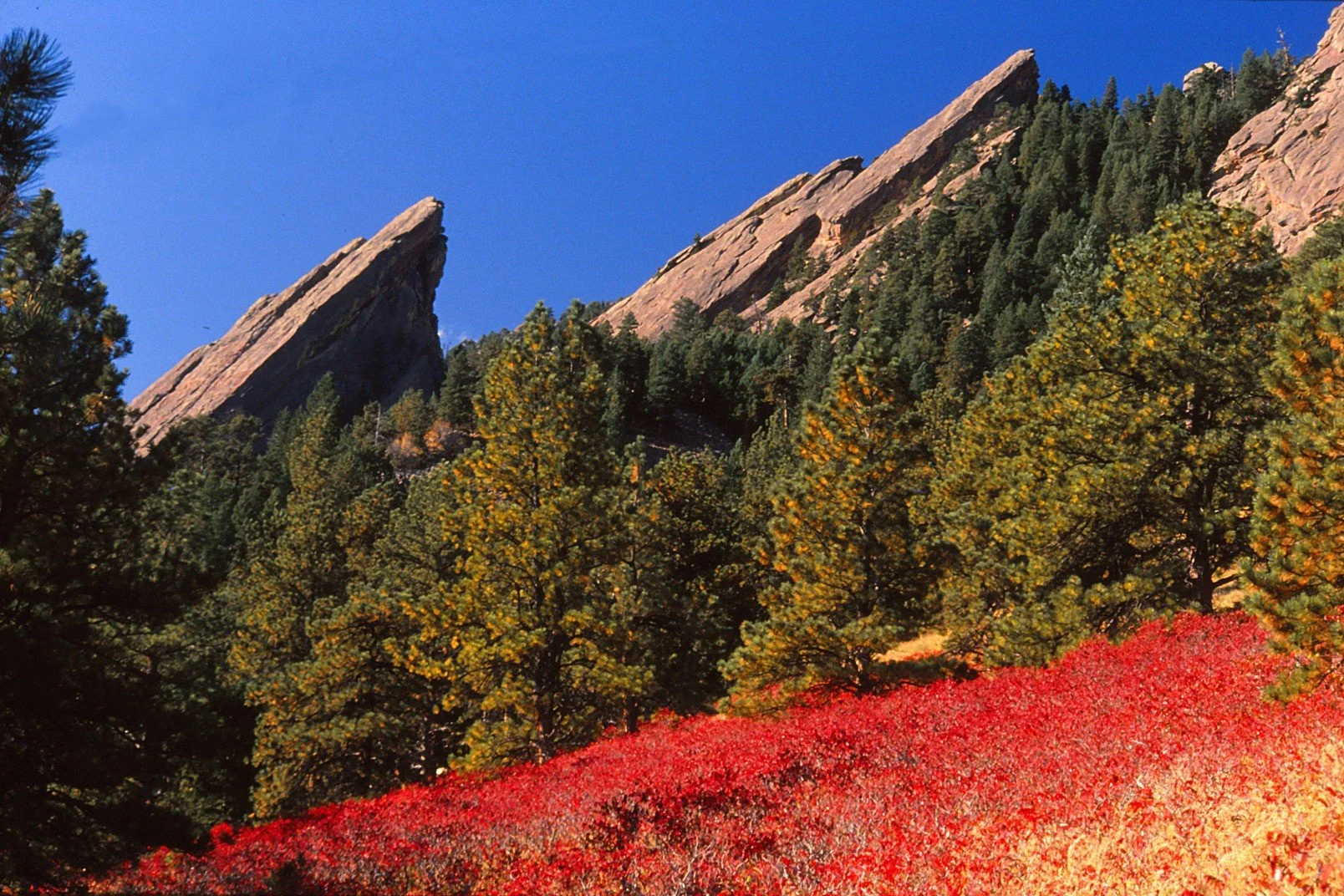 October Nature Almanac: Don’t Underrate the Understory