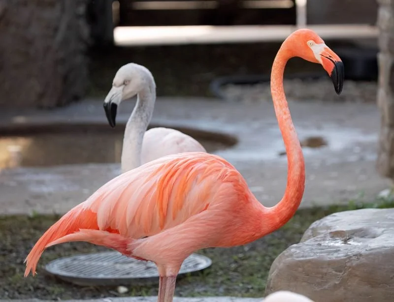 Teen Naturalists: Meet-n-Greet Flamingos at Denver Zoo Conservation Alliance