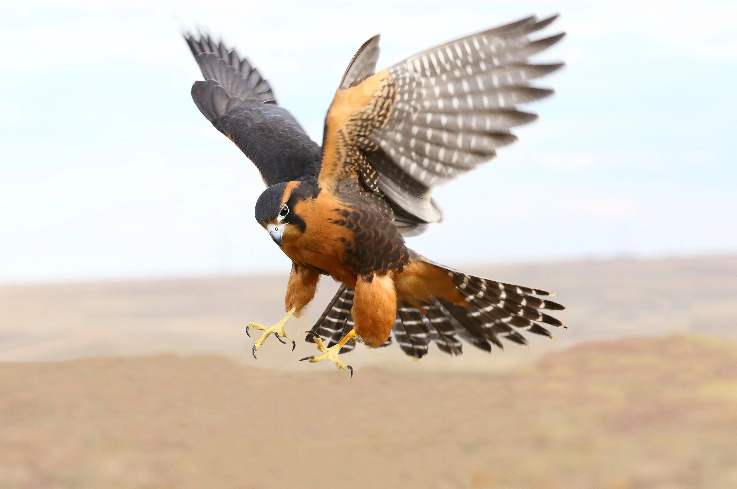 Falcons…Streamlined for Speed