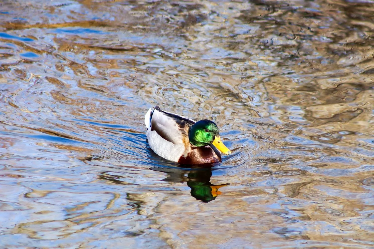  Male Mallard. Photo by Eli Harrison.  