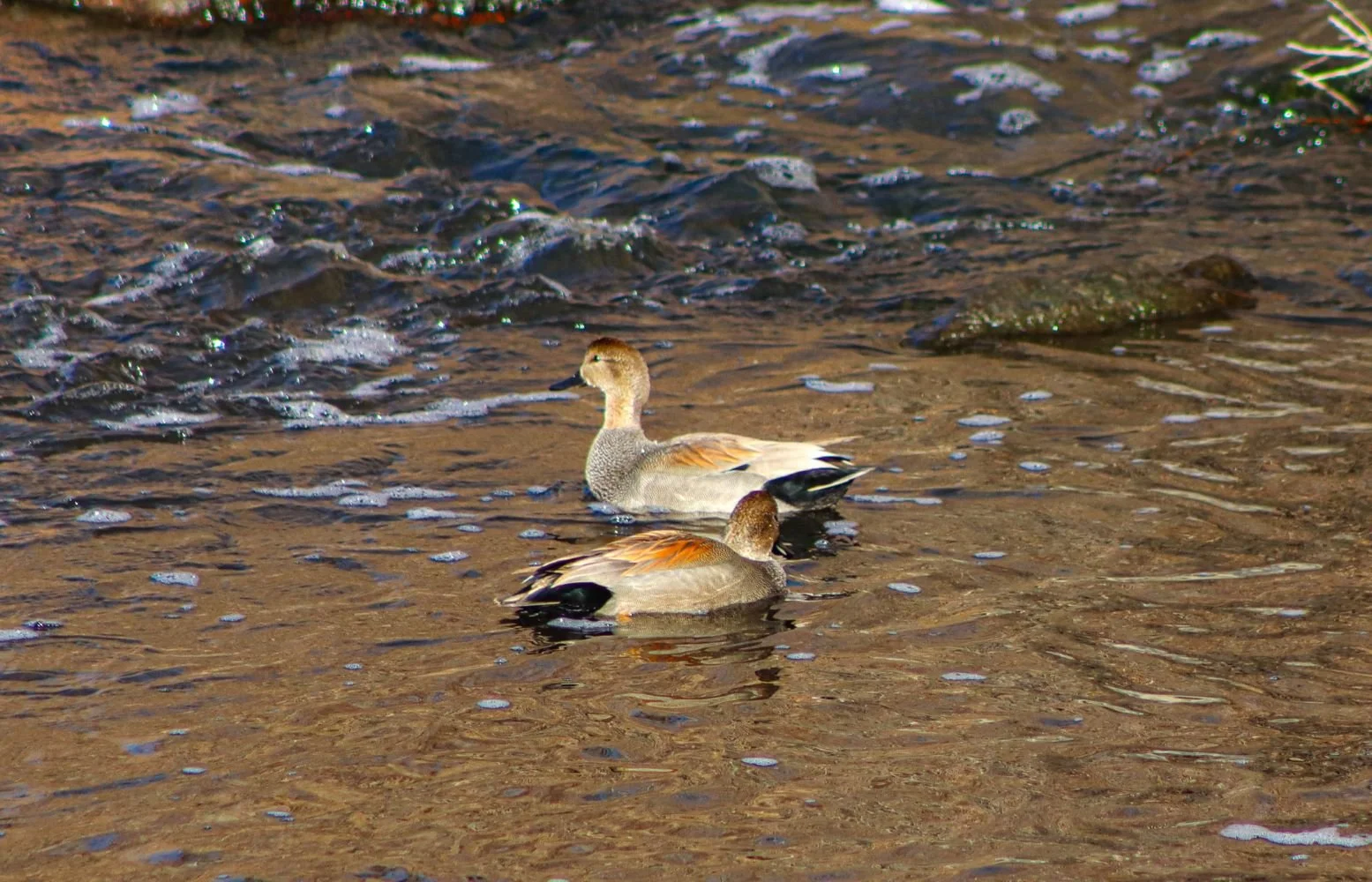  Gadwall males. Photo by Eli Harrison.  