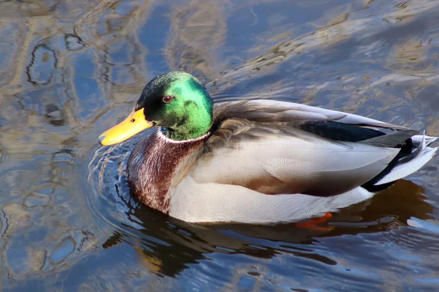  Male Mallard with the sun catching the head just right to make the iridescent feathers shine.  Photo by Eli Harrison.  