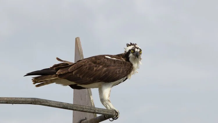 Golden Ponds Nature Area with Carl Starace