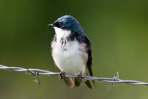 Ron Stewart Preserve at Rabbit Mountain with Carl Starace