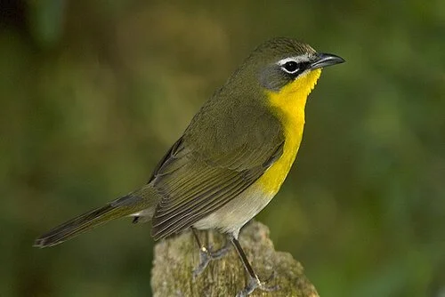 Old St. Vrain Road with Carl Starace