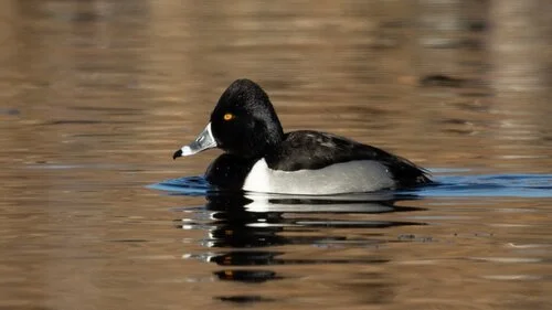 Lafayette Birds! First Sunday Bird Watching