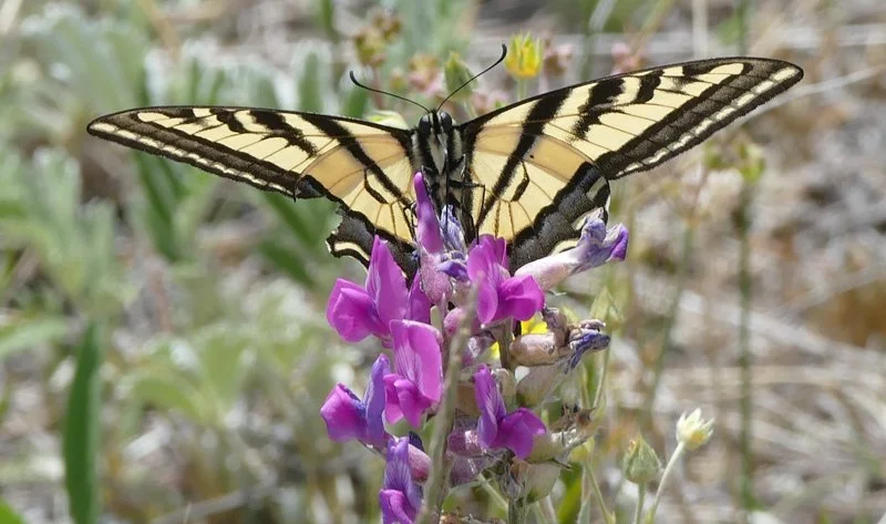 Intro to Butterfly ID for Birdwatchers