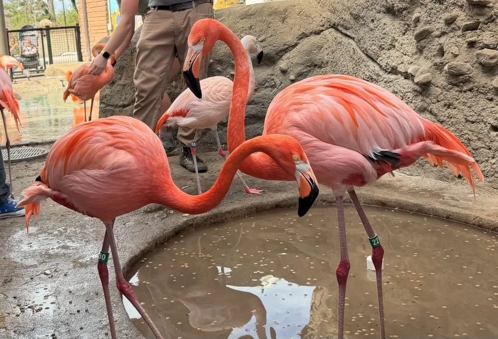 Teen Naturalists Hug Flamingos and Learn About Endangered Birds at Denver Zoo