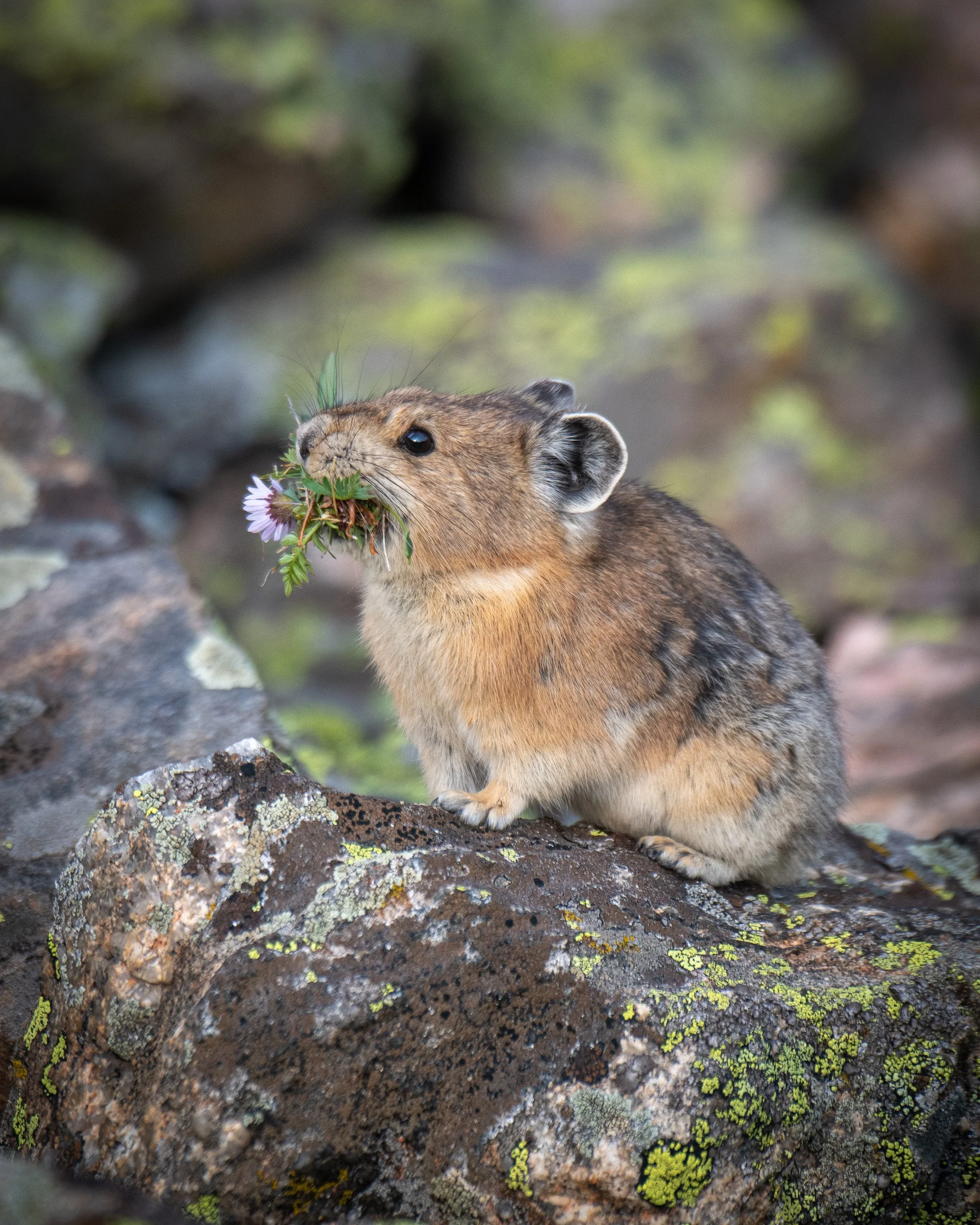 Speaking Eep!  A Film About the American Pika