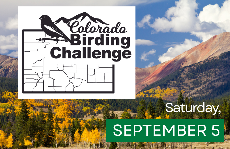 2026 Colorado Birding Challenge