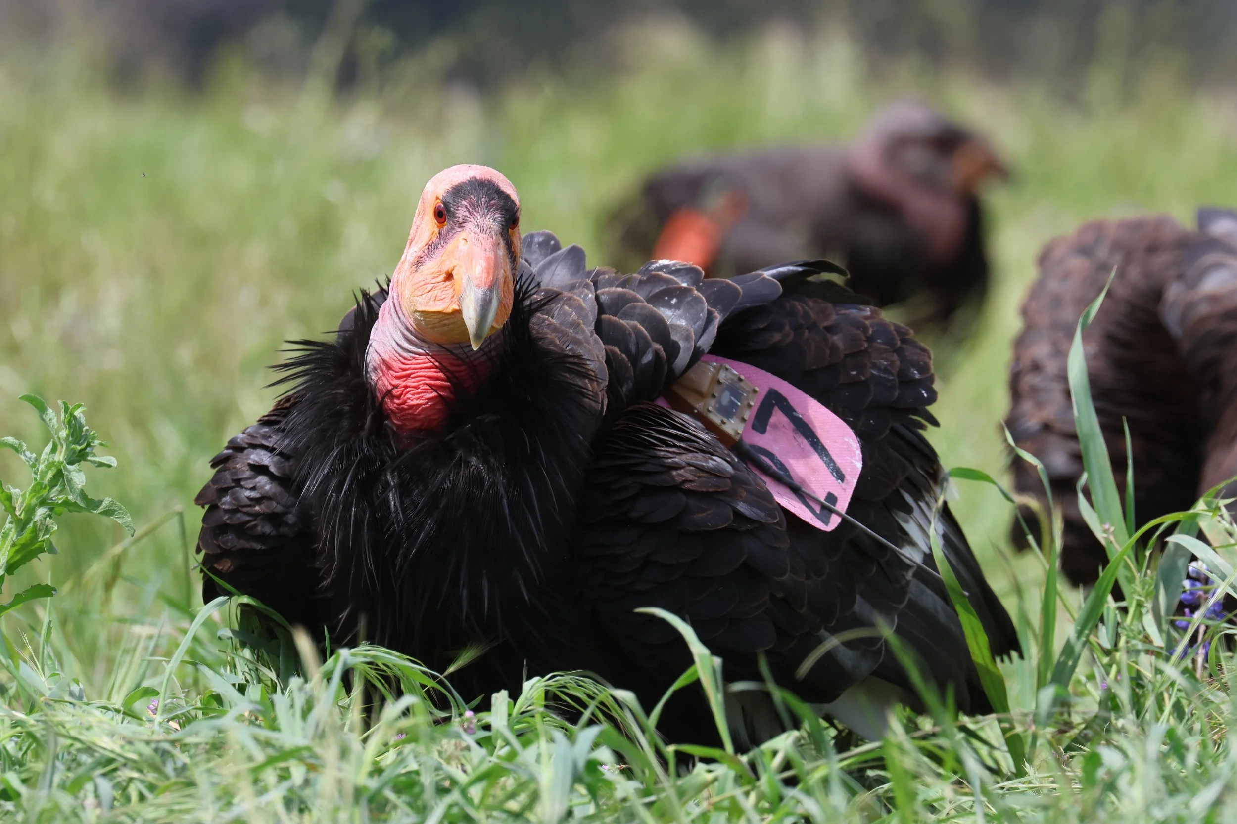 Heartbreak and Hope:  A Biologist’s Life with Condors