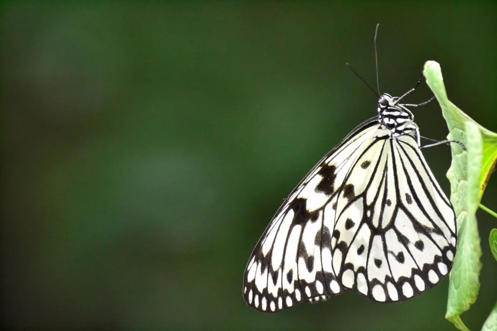 Teen Naturalists: Behind the Scenes at the Butterfly Pavilion