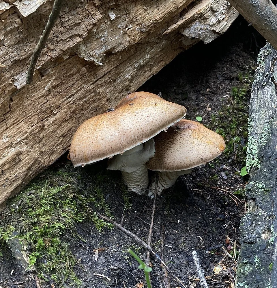 August Nature Almanac: All Hail To The Emperor