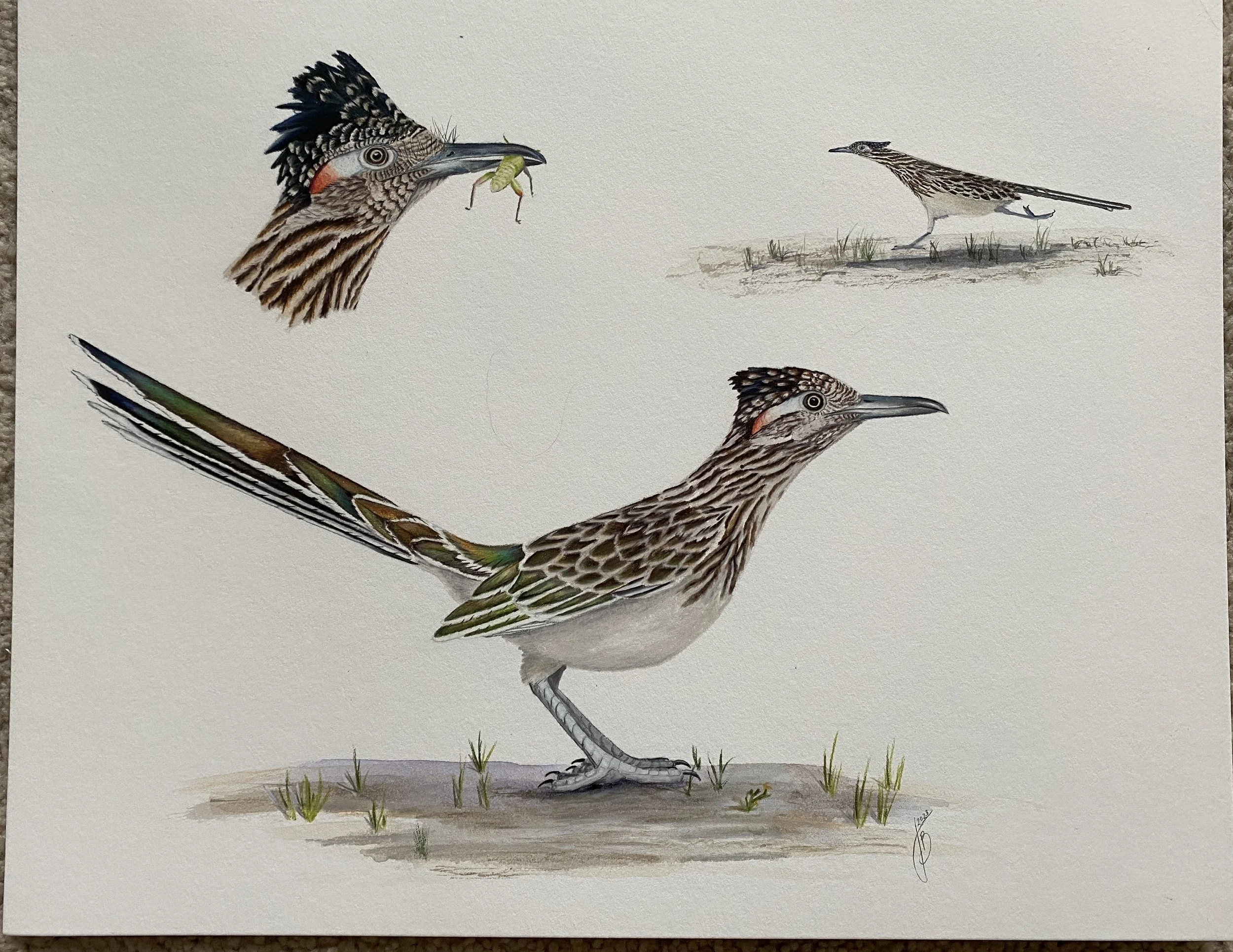 Intersecting Birds, Science, and Art