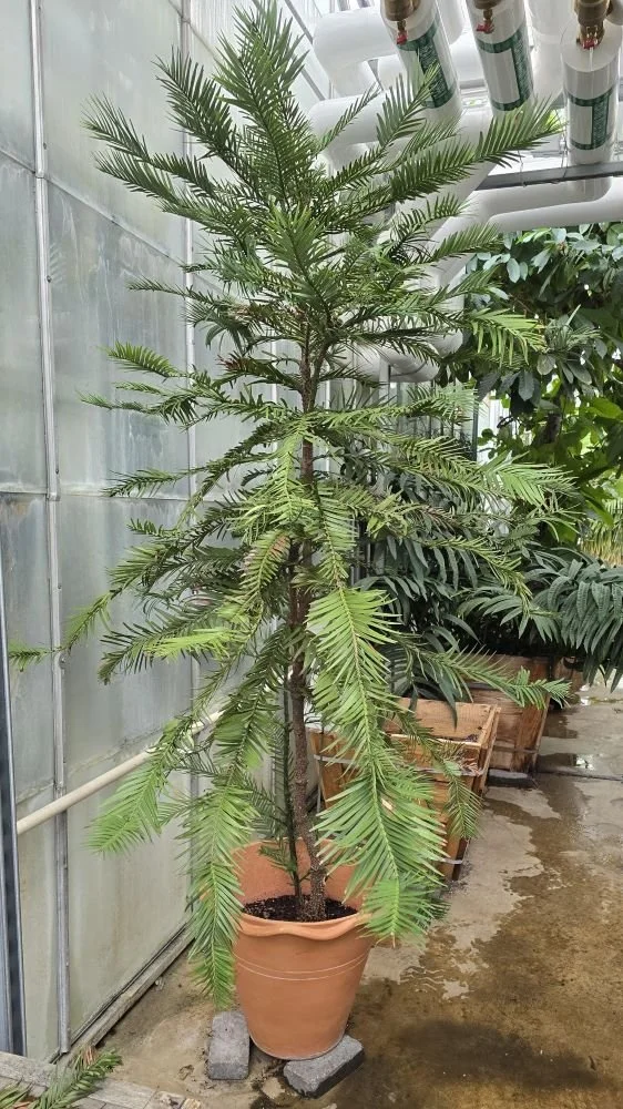 February Nature Almanac: Wollemi Pines Give Us Hope For The Future