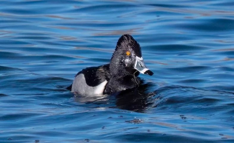 Winter Ducks in Warm Weather: Teen Naturalist January 2026