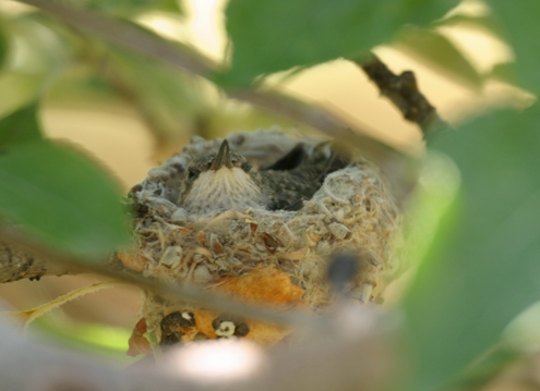 Wildscaping adds valuable habitat to your yard, patio, or porch. Photo courtesy of the Habitat Heroes archive.