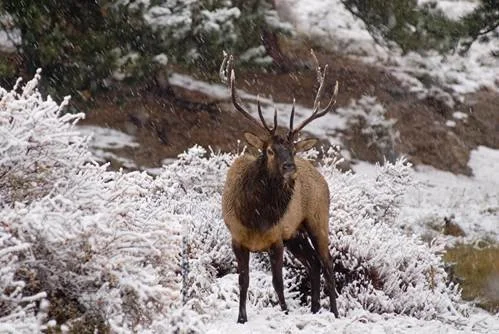 November Nature Almanac: “Où sont les neiges d'antan?”