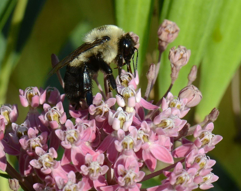 July Nature Almanac: Milkweeds Flourish after Wet Spring