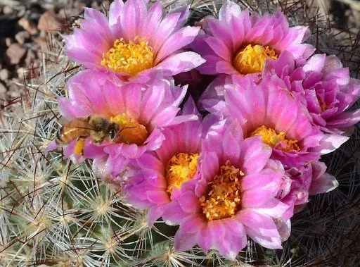 May Nature Almanac: Cactus Blossoms Brighten a Dry Spring