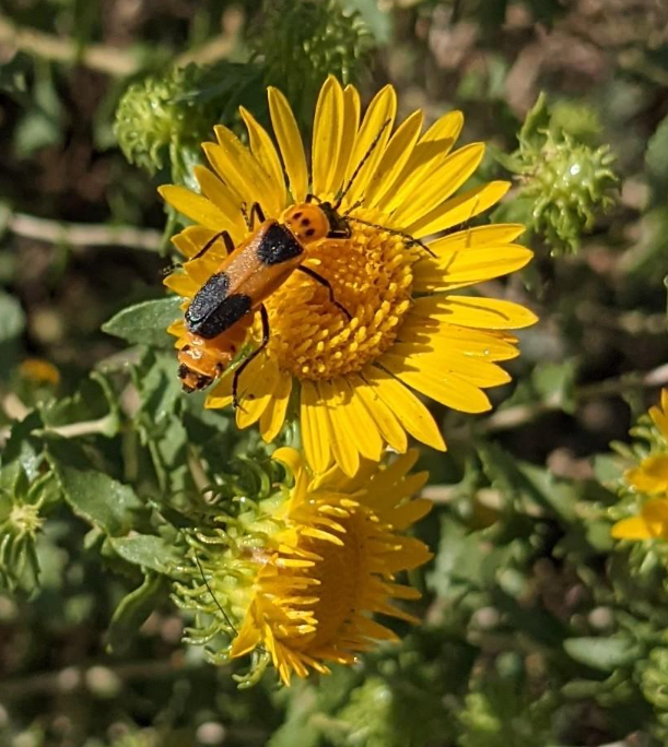 Nature Almanac: Hardy prairie plants thrive in dry conditions and provide critical food for late-summer insects