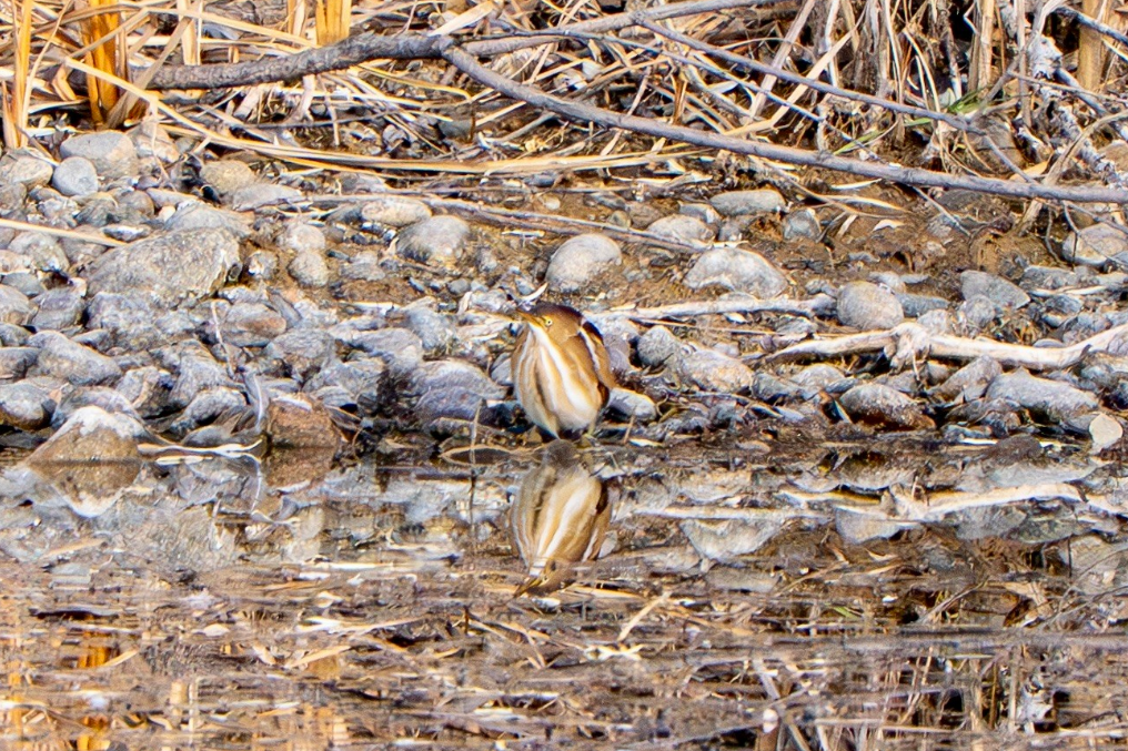 December Nature Almanac: A Least Bittern Pays a Rare Late Fall Visit to Sawhill Ponds