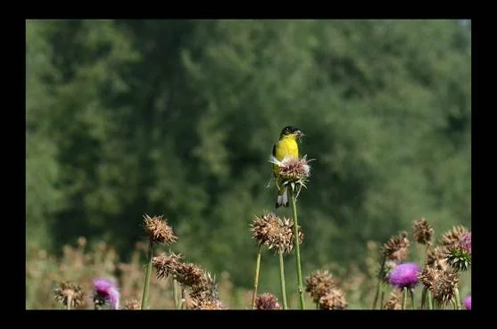 Nature Almanac: Goldfinches Time Nesting to Take Advantage of Ripening Thistles