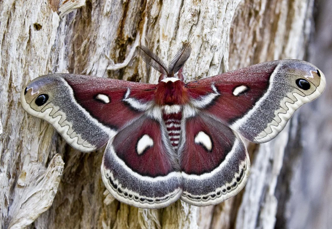 August Nature Almanac: Polyphemus Moths Spin Summer Magic — Boulder ...