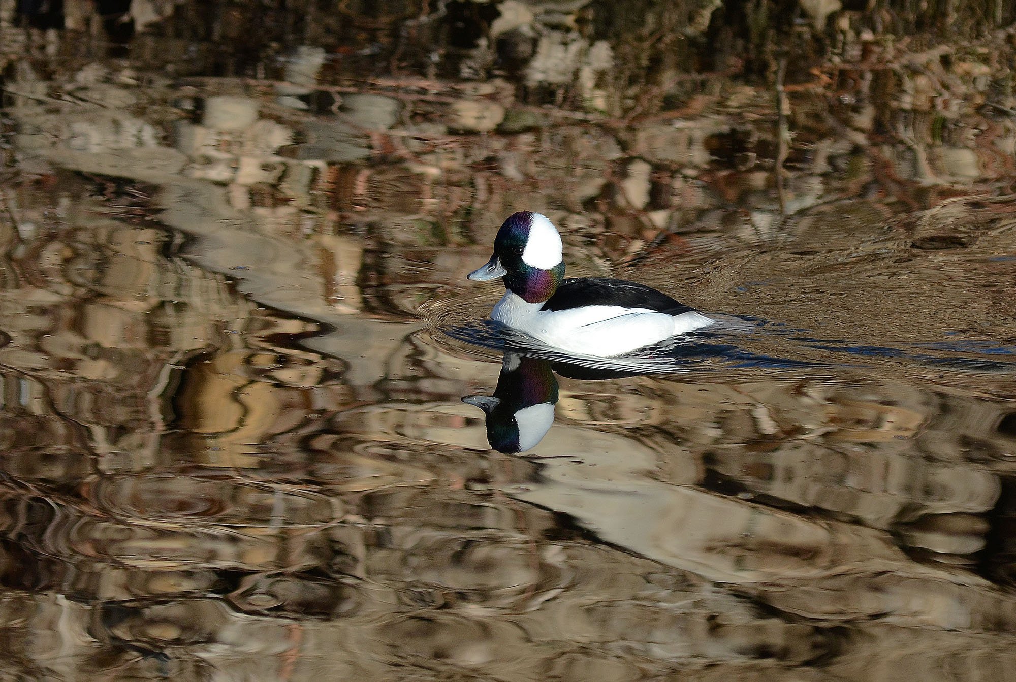 Duck with Man Face - Head