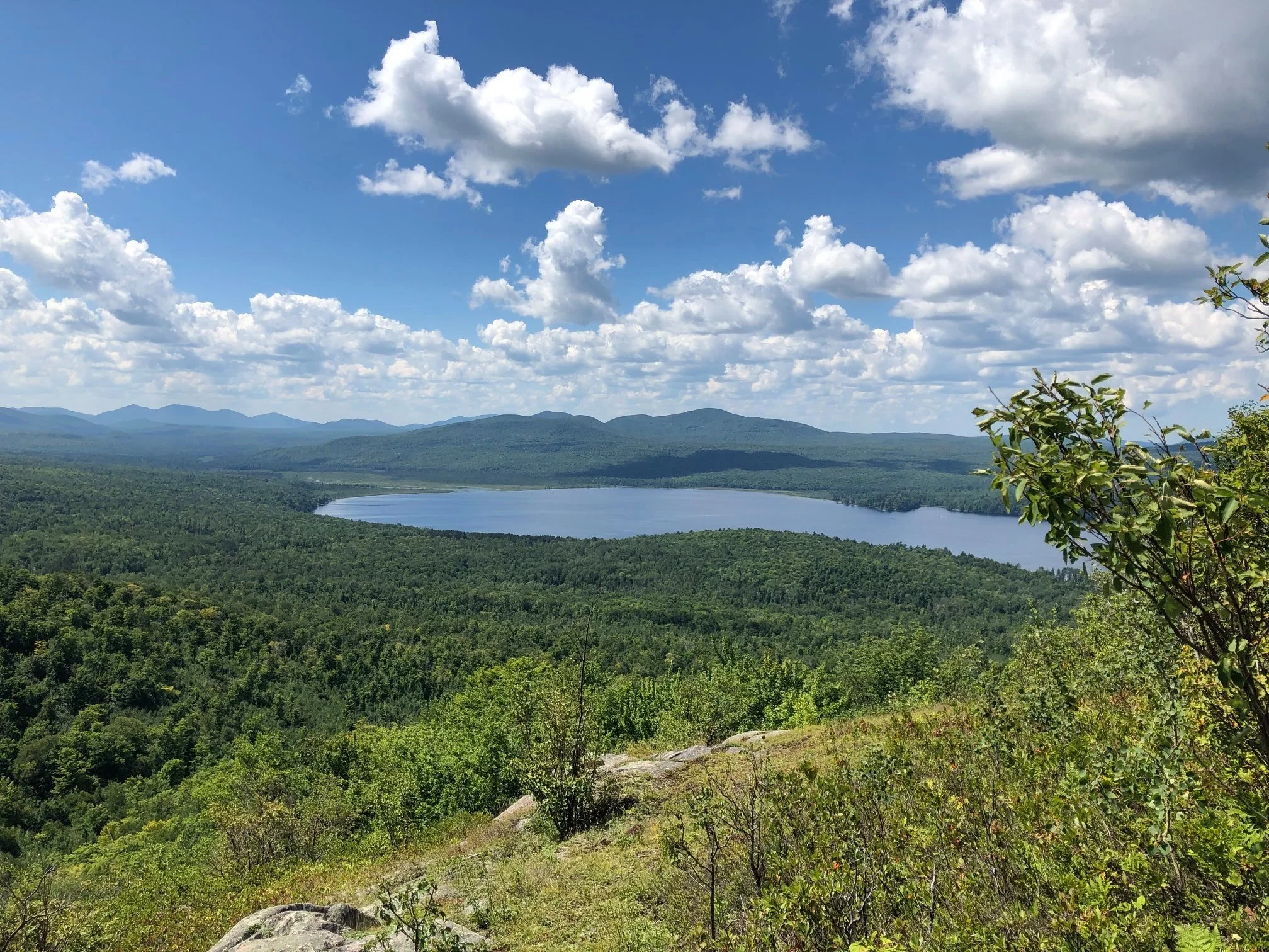 Top of Birch.jpg