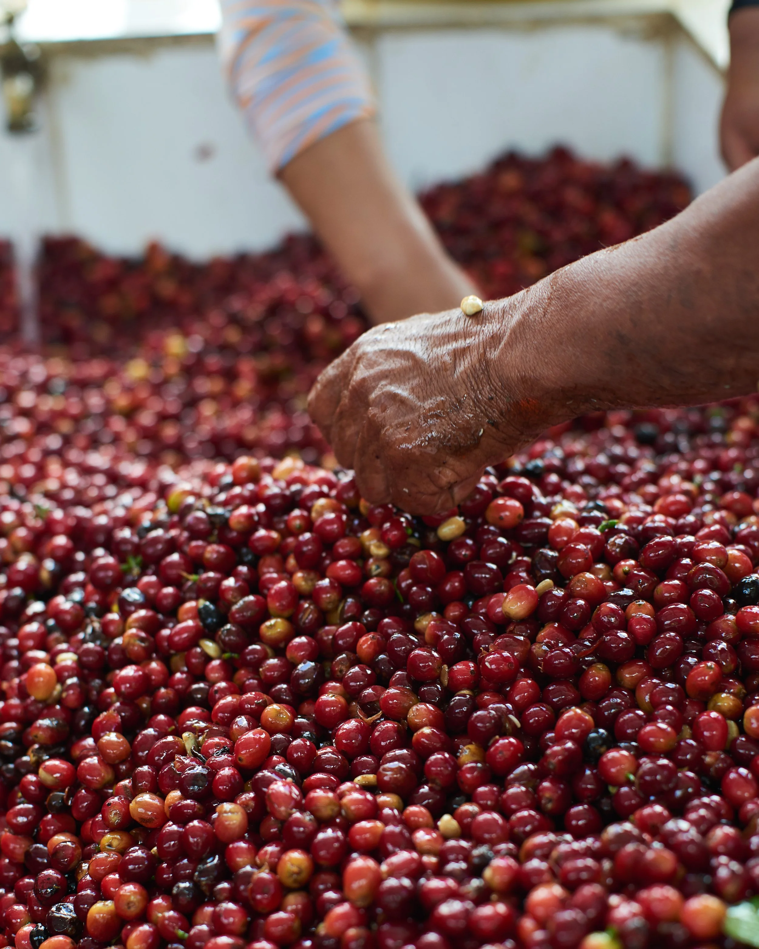 Cafe_Imports_Ecuador_Microlot-3-2022-05-02-202804 (1).jpg