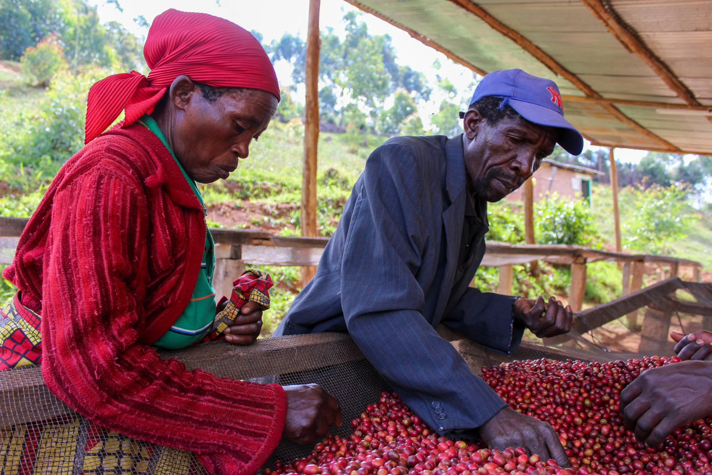 Cafe_Imports_Burundi_Kibingo-4738-2024-01-10-212312.jpg