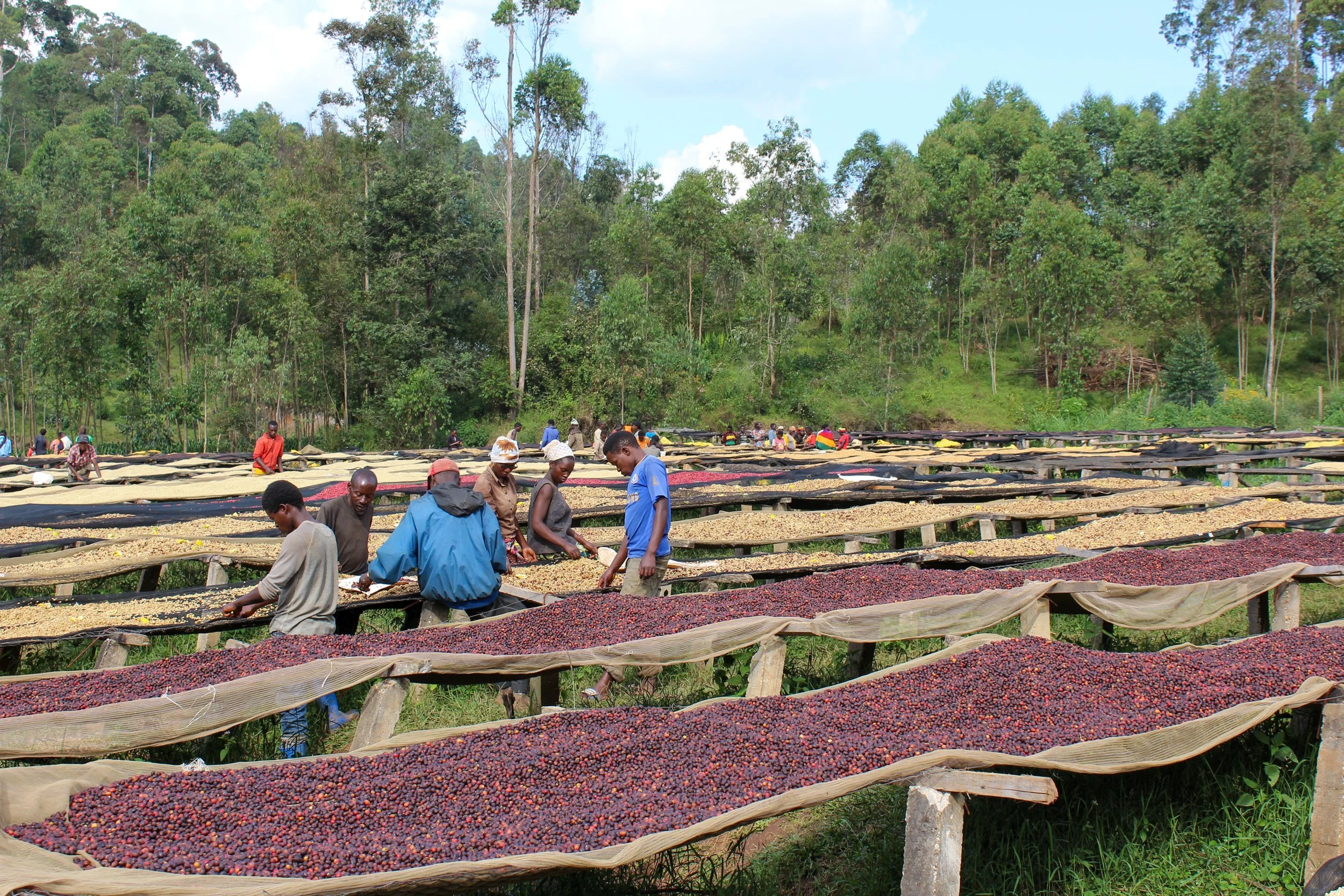 Cafe_Imports_Burundi_Kibingo-4818-2024-01-10-212312.jpg
