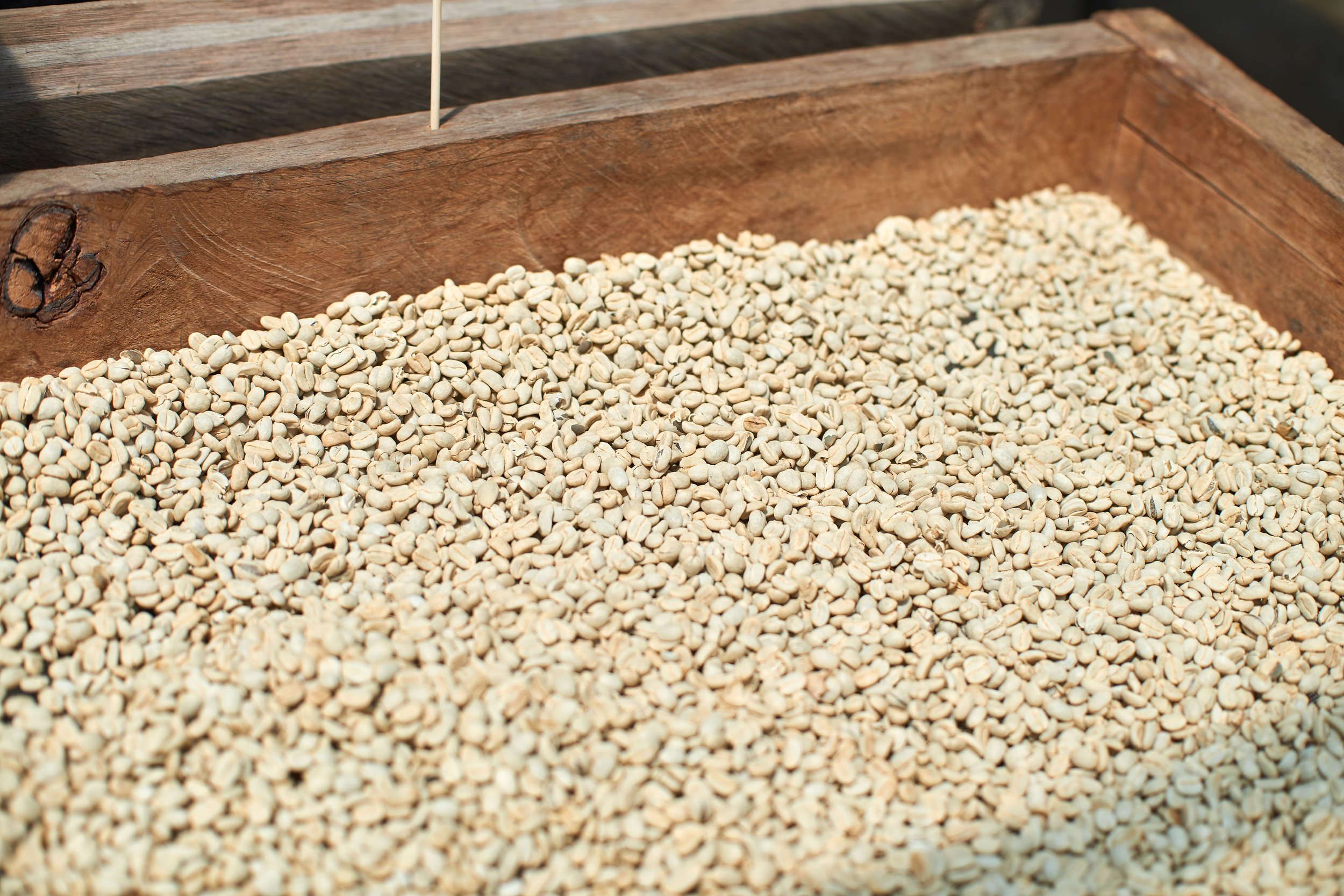 Cafe_Imports_Ecuador_Microlot-2-2022-05-02-202804 (1).jpg