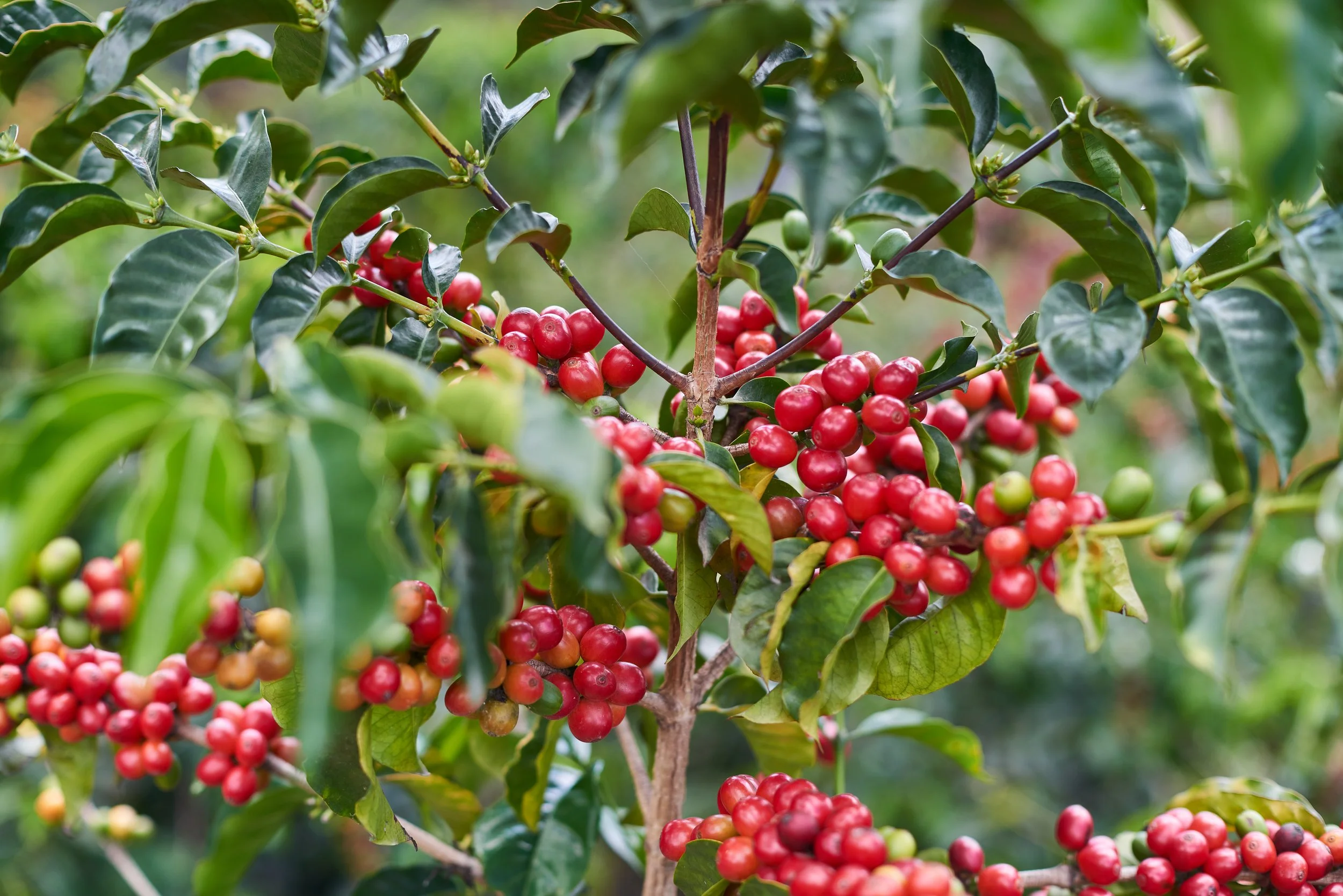 Cafe_Imports_Ecuador_Microlot-2022-05-02-202804.jpg