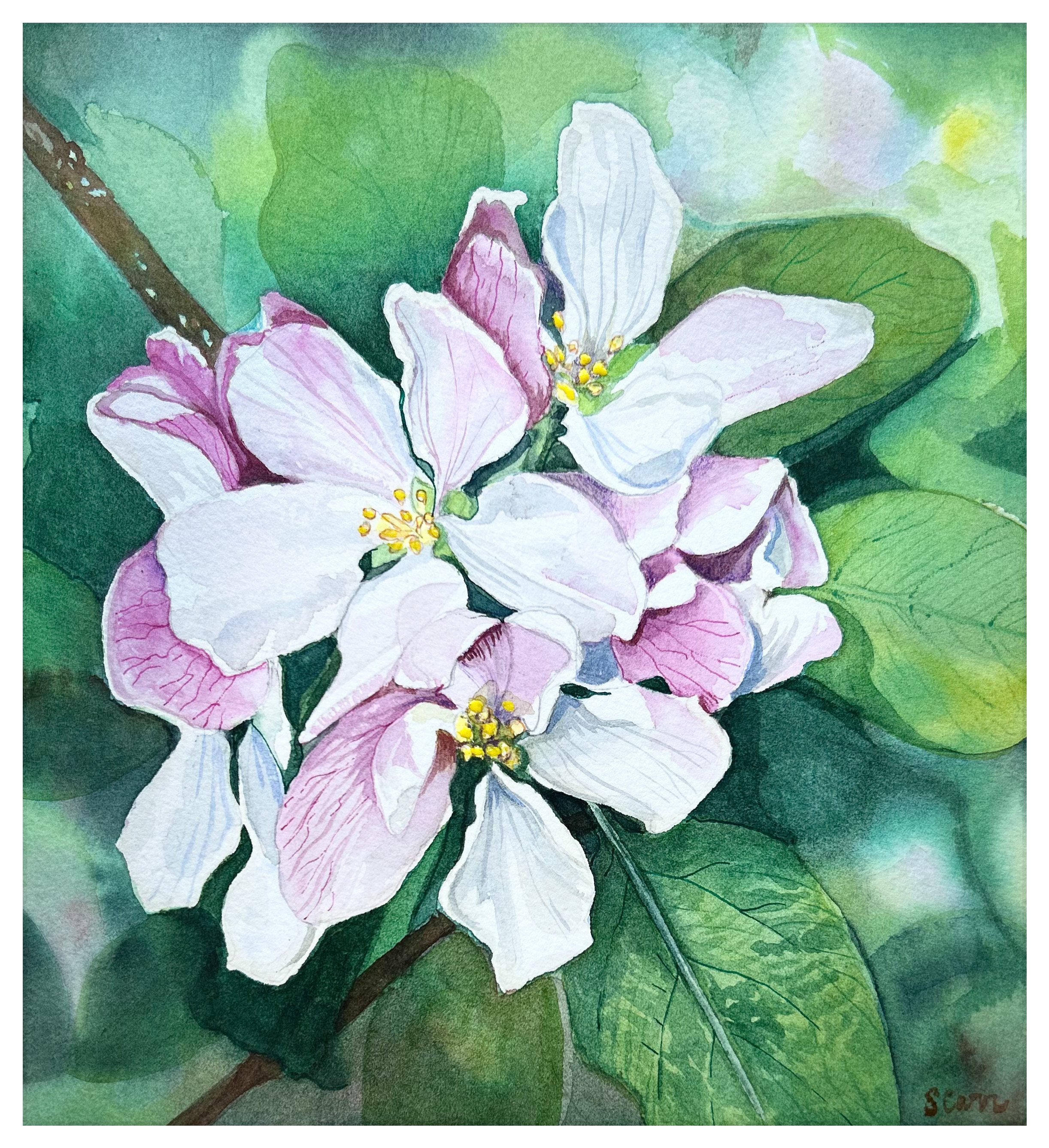 Apple Blossom