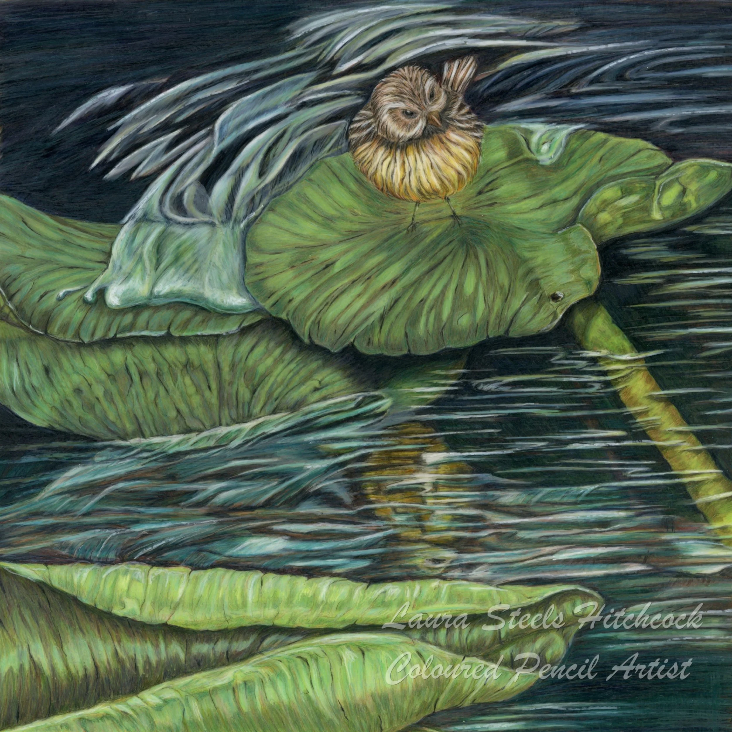 Palm Warbler 14x14