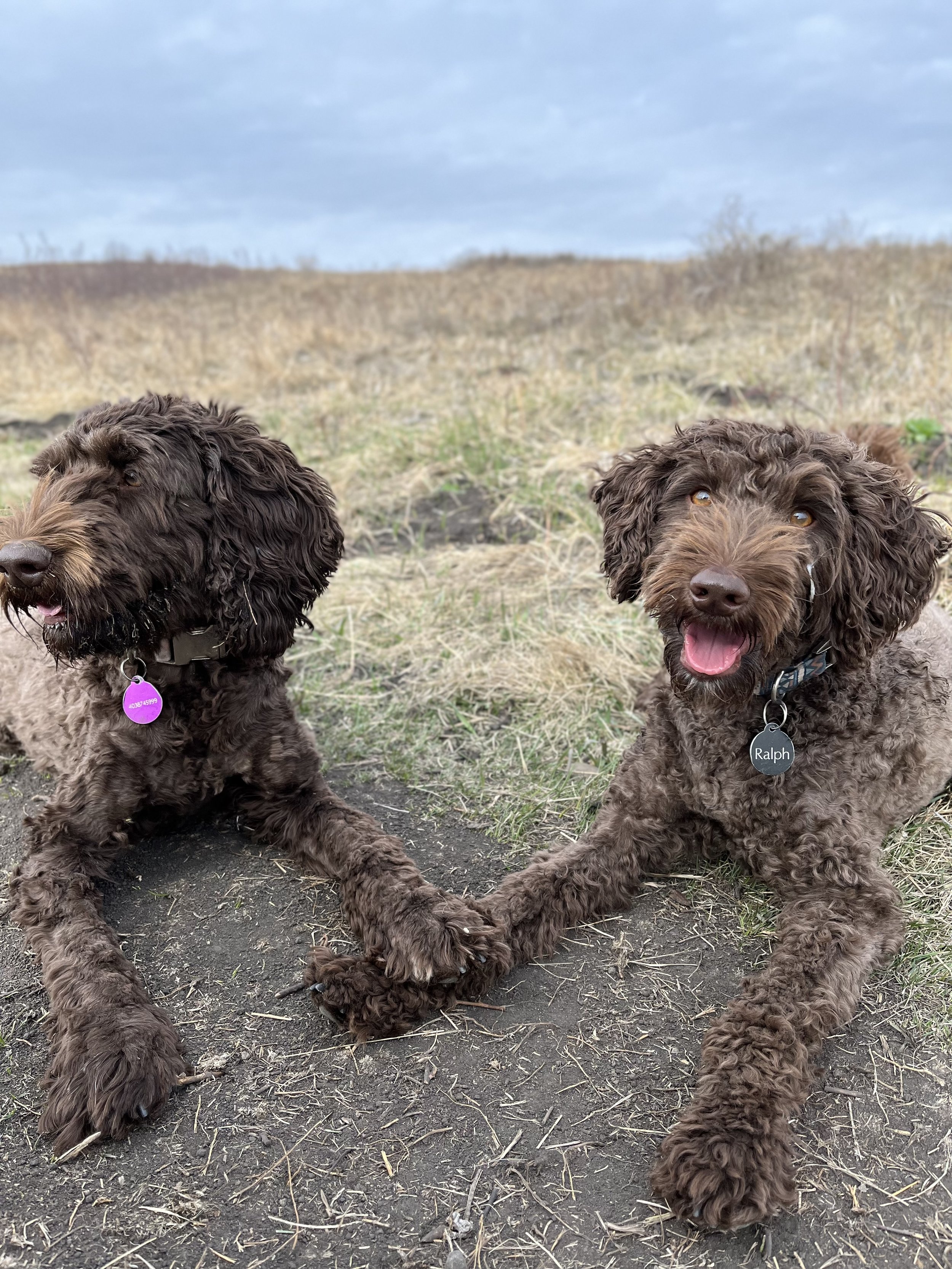 Ralph + Ripley